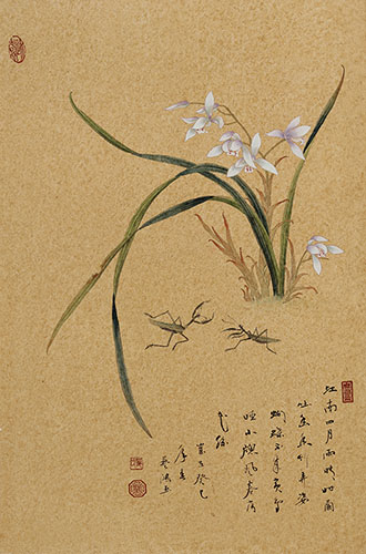 Orchid,43cm x 65cm(17〃 x 26〃),2384006-z
