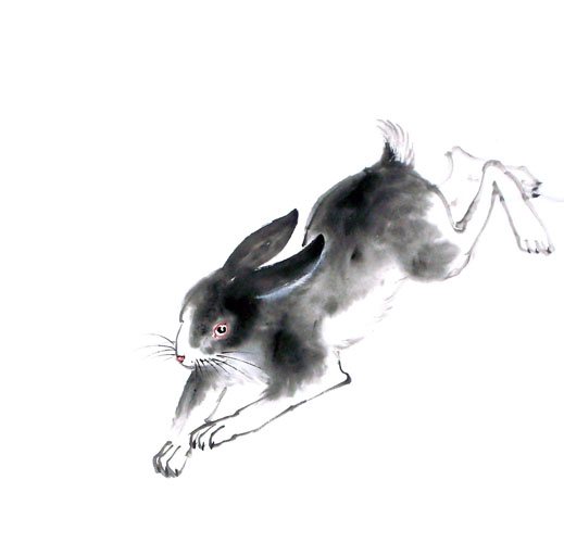 Rabbit,50cm x 50cm(19〃 x 19〃),4326018-z