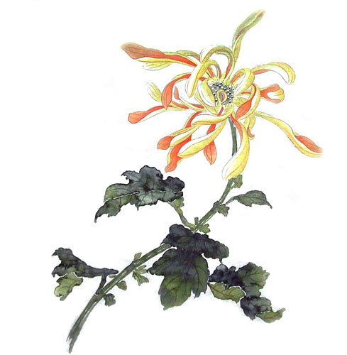 Chrysanthemum,33cm x 33cm(13〃 x 13〃),2421005-z