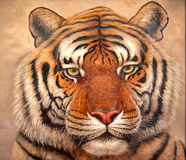 Animal Oil Painting,50cm x 50cm(19〃 x 19〃),wyh6485016-z