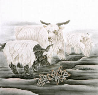 Chinese Sheep Painting,66cm x 66cm,4620005-x
